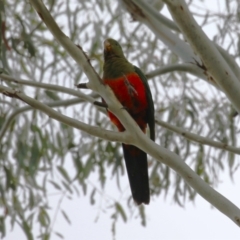 Alisterus scapularis at Greenway, ACT - 2 Apr 2023