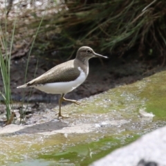 Actitis hypoleucos (Common Sandpiper) at Lake Tuggeranong - 2 Apr 2023 by RodDeb