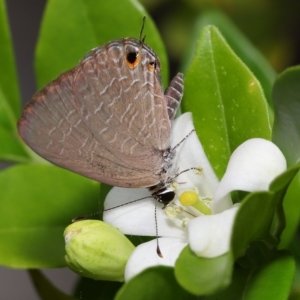 Jamides phaseli at Wellington Point, QLD - suppressed