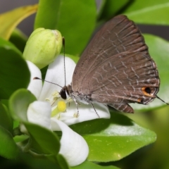 Jamides phaseli at Wellington Point, QLD - suppressed