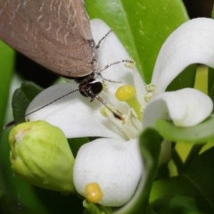 Jamides phaseli at Wellington Point, QLD - suppressed