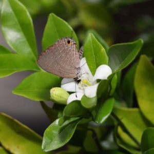 Jamides phaseli at Wellington Point, QLD - suppressed