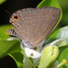 Jamides phaseli at Wellington Point, QLD - suppressed