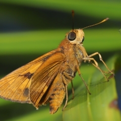 Unidentified Skipper (Hesperiidae) at Wellington Point, QLD - 2 Apr 2023 by TimL