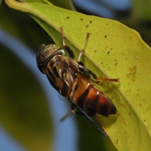 Eristalinus (genus) at Wellington Point, QLD - suppressed