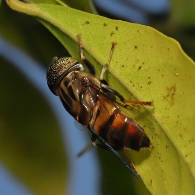 Eristalinus (genus) (A Hover Fly) at Wellington Point, QLD - 2 Apr 2023 by TimL