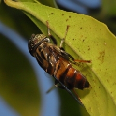 Unidentified Hover fly (Syrphidae) at Wellington Point, QLD - 2 Apr 2023 by TimL