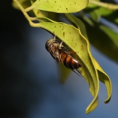 Eristalinus (genus) at Wellington Point, QLD - suppressed