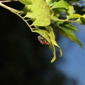 Eristalinus (genus) at Wellington Point, QLD - suppressed