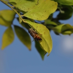 Eristalinus (genus) at Wellington Point, QLD - suppressed