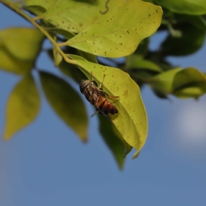 Eristalinus (genus) at Wellington Point, QLD - suppressed