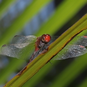 Diplacodes bipunctata at Wellington Point, QLD - suppressed