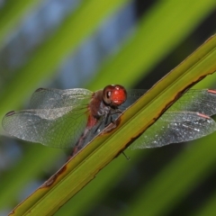 Unidentified Dragonfly (Anisoptera) at Wellington Point, QLD - 1 Apr 2023 by TimL