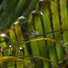 Diplacodes bipunctata at Wellington Point, QLD - suppressed