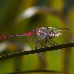 Diplacodes bipunctata at Wellington Point, QLD - suppressed