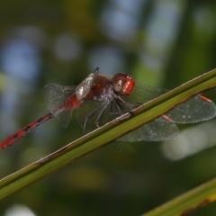 Diplacodes bipunctata at Wellington Point, QLD - suppressed