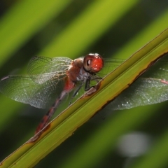 Diplacodes bipunctata at Wellington Point, QLD - suppressed