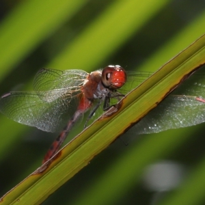 Diplacodes bipunctata at Wellington Point, QLD - suppressed