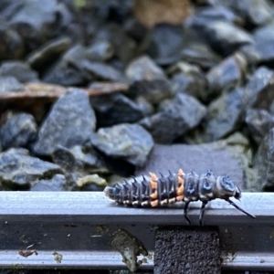 Harmonia conformis at Burradoo, NSW - suppressed