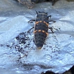 Harmonia conformis at Burradoo, NSW - suppressed