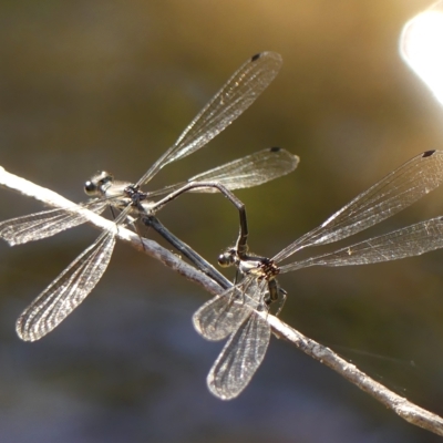 Austroargiolestes icteromelas (Common Flatwing) at Colo Vale - 19 Mar 2023 by Curiosity