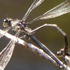 Austroargiolestes icteromelas at Colo Vale, NSW - 19 Mar 2023