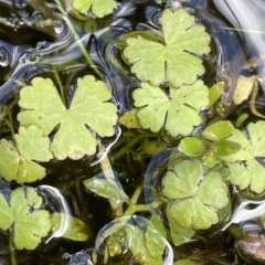 Hydrocotyle rivularis (A Pennywort) at Namadgi National Park - 31 Mar 2023 by JaneR