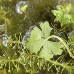 Hydrocotyle rivularis at Tennent, ACT - 31 Mar 2023 02:49 PM