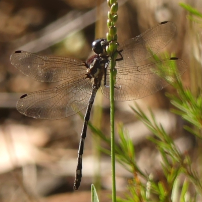 Eusynthemis tillyardi at Colo Vale, NSW - 18 Mar 2023 by Curiosity