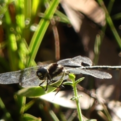 Eusynthemis tillyardi at suppressed - suppressed