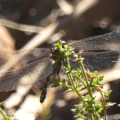 Eusynthemis tillyardi at suppressed - suppressed