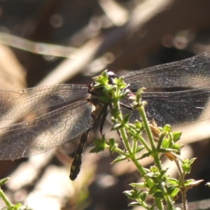 Eusynthemis tillyardi at suppressed - suppressed