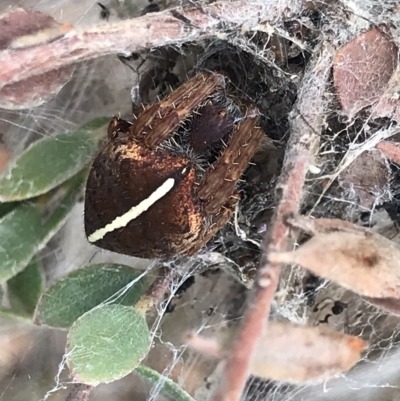 Hortophora sp. (genus) (Garden orb weaver) at Aranda, ACT - 2 Apr 2023 by MattFox