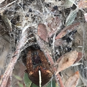 Hortophora sp. (genus) at Aranda, ACT - 2 Apr 2023