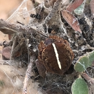 Hortophora sp. (genus) at Aranda, ACT - 2 Apr 2023