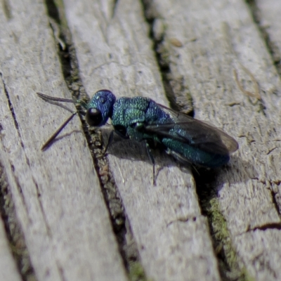 Primeuchroeus sp. (genus) (Cuckoo Wasp) at Higgins, ACT - 31 Mar 2023 by Untidy