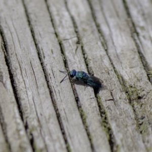 Primeuchroeus sp. (genus) at Higgins, ACT - 31 Mar 2023