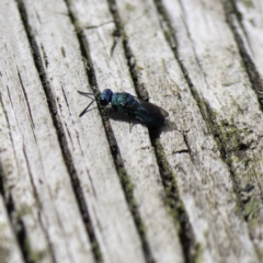 Primeuchroeus sp. (genus) at Higgins, ACT - 31 Mar 2023