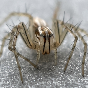 Oxyopes sp. (genus) at Canberra, ACT - 3 Apr 2023 09:00 AM