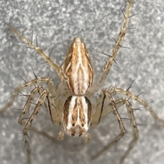 Oxyopes sp. (genus) at Canberra, ACT - 3 Apr 2023 09:00 AM