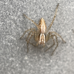 Oxyopes sp. (genus) at Canberra, ACT - 3 Apr 2023
