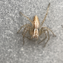 Oxyopes sp. (genus) at Canberra, ACT - 3 Apr 2023 09:00 AM