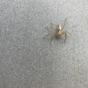 Oxyopes sp. (genus) at Canberra, ACT - 3 Apr 2023 09:00 AM