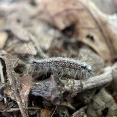 Anestia (genus) (A tiger moth) at City Renewal Authority Area - 2 Apr 2023 by Hejor1