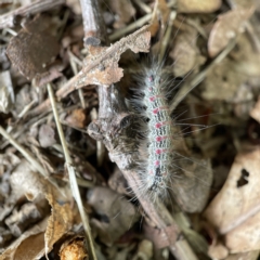 Anestia (genus) at Canberra, ACT - 3 Apr 2023