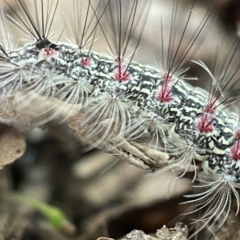 Anestia (genus) at Canberra, ACT - 3 Apr 2023