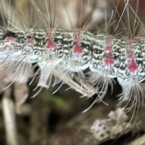 Anestia (genus) at Canberra, ACT - 3 Apr 2023