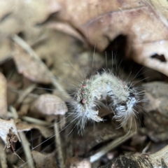 Anestia (genus) at Canberra, ACT - 3 Apr 2023