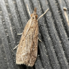 Eudonia cleodoralis (A Crambid moth) at Canberra, ACT - 3 Apr 2023 by Hejor1