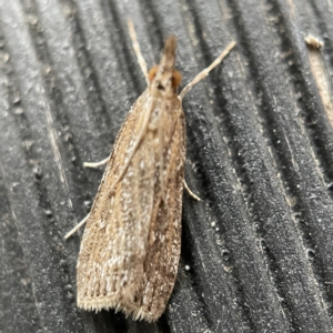 Eudonia cleodoralis at Canberra, ACT - 3 Apr 2023 09:13 AM